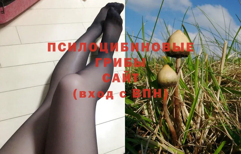 Псилоцибиновые грибы MAGIC MUSHROOMS  где купить наркоту  OMG ССЫЛКА  Долгопрудный 